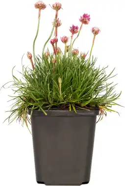 Intratuin Engels gras (armeria maritima 'splendens') d 9 h 15 cm aanbieding