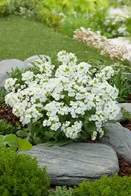 Intratuin Rijstebrij (arabis caucasica 'snowcap') d 9 h 5 cm aanbieding