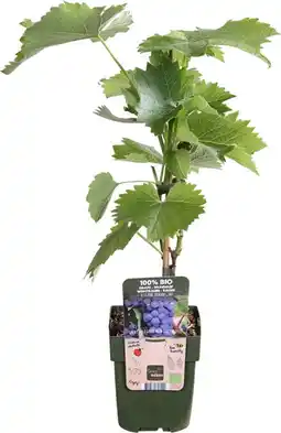 Intratuin Blauwe druif (vitis 'boskoop glory') d 13 h 45 cm aanbieding