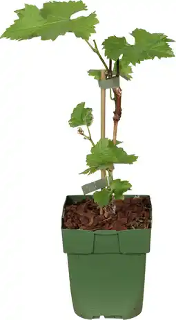 Intratuin Blauwe druif (vitis 'boskoop glory') d 13 h 45 cm aanbieding
