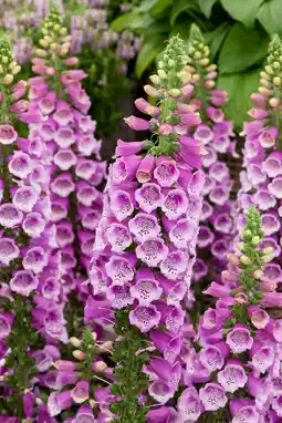 Intratuin Vingerhoedskruid (digitalis purpurea 'dalmatian purple') d 11 h 15 cm aanbieding