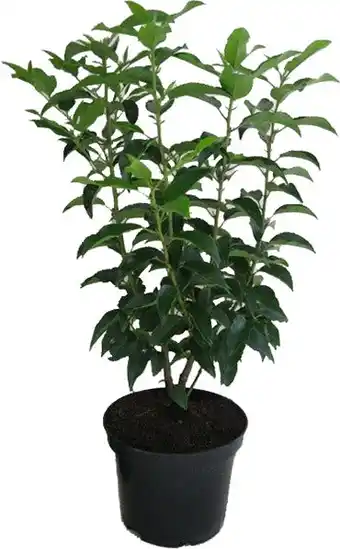 Intratuin Portugese laurier (prunus lusitanica 'angustifolia') d 17 h 30 cm aanbieding