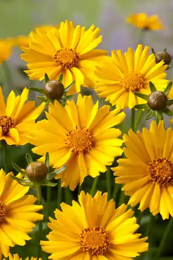 Intratuin Meisjesogen (coreopsis grandiflora 'sonnenkind') aanbieding