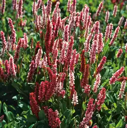 Intratuin Duizendknoop (persicaria amplexicaulis 'darjeeling red') d 11 h 20 cm aanbieding