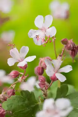 Intratuin Ooievaarsbek (geranium macrorrhizum 'spessart') d 11 cm aanbieding