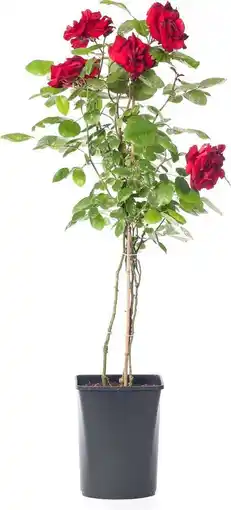 Intratuin Klimroos (rosa 'santana') aanbieding