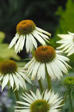 Intratuin Zonnehoed (echinacea purpurea 'white swan') d 9 h 5 cm aanbieding