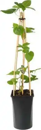 Intratuin Bosrank (clematis 'madame le coultre') d 16 h 75 cm aanbieding