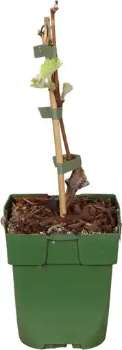 Intratuin Biologische witte druif (vitis 'johanniter') d 13 h 45 cm aanbieding