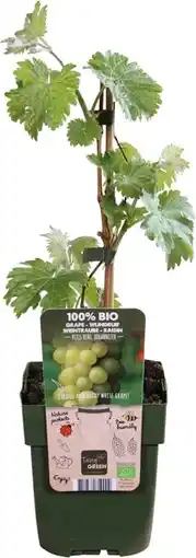 Intratuin Biologische witte druif (vitis 'johanniter') d 13 h 45 cm aanbieding