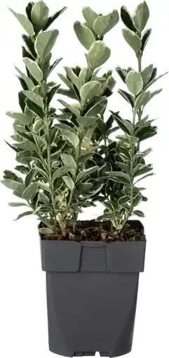 Intratuin Japanse kardinaalsmuts (euonymus japonicus 'kathy') d 17 h 45 cm aanbieding