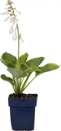 Intratuin Hartlelie (hosta sieboldiana 'elegans') d 11 h 10 cm aanbieding