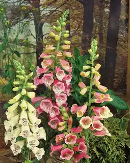 Intratuin Vingerhoedskruid (digitalis purpurea 'gloxiniiflora') aanbieding