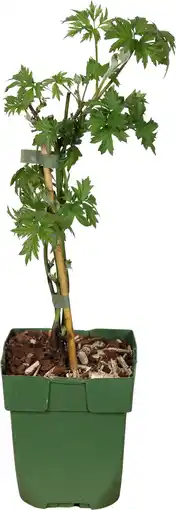 Intratuin Biologische doornloze braam (rubus fruticosus 'oregon thornless') d 13 h 40 cm aanbieding