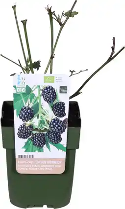 Intratuin Biologische doornloze braam (rubus fruticosus 'oregon thornless') d 13 h 40 cm aanbieding