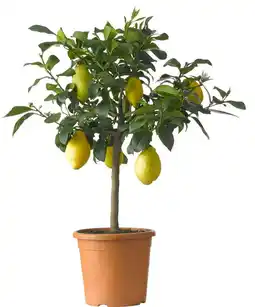 Intratuin Citroenboom (citrus sinensis 'limone') d 20 h 70 cm aanbieding
