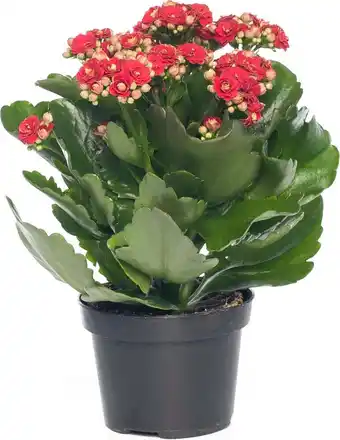 Intratuin Kalanchoë (kalanchoë blossfeldiana 'serenity') d 10,5 h 20 cm aanbieding