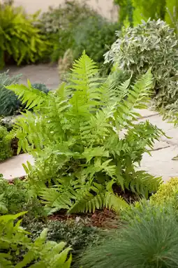 Intratuin Mannetjesvaren (dryopteris filix-mas) d 11 h 5 cm aanbieding