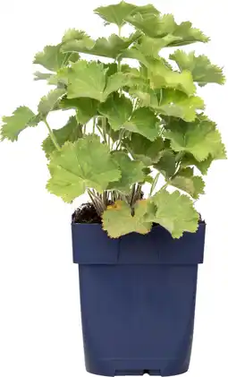 Intratuin Vrouwenmantel (alchemilla mollis) d 11 h 10 cm aanbieding