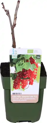 Intratuin Biologische rode bes (ribes rubrum 'jonkheer van tets') d 13 h 40 cm aanbieding