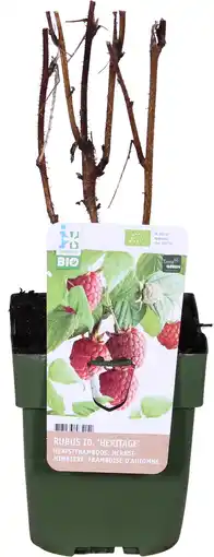 Intratuin Biologische herfstframboos (rubus idaeus 'heritage') d 13 h 40 cm aanbieding