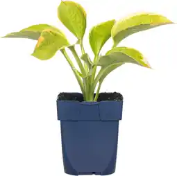 Intratuin Hartlelie (hosta sieboldiana 'frances williams') d 11 h 10 cm aanbieding