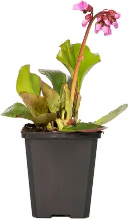 Intratuin Schoenlappersplant (bergenia cordifolia 'purpurea') d 9 h 5 cm aanbieding