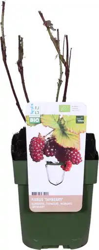 Intratuin Biologische taybes (rubus 'tayberry') d 13 h 40 cm aanbieding