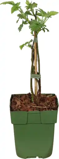 Intratuin Biologische taybes (rubus 'tayberry') d 13 h 40 cm aanbieding