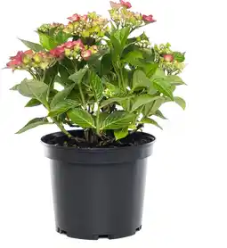 Intratuin Hortensia (hydrangea macrophylla (rood)) d 17 cm aanbieding