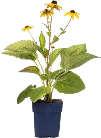 Intratuin Zonnehoed (rudbeckia fulgida 'goldsturm') aanbieding