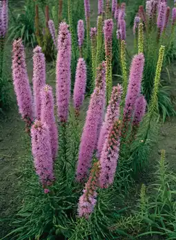 Intratuin Lampenpoetser (liatris spicata 'floristan violett') d 9 h 5 cm aanbieding