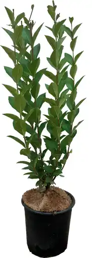 Intratuin Liguster (ligustrum ovalifolium) d 17 h 40 cm aanbieding