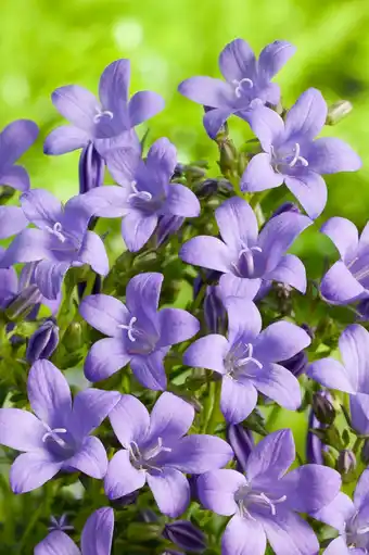 Intratuin Klokjesbloem (campanula portenschlagiana) aanbieding