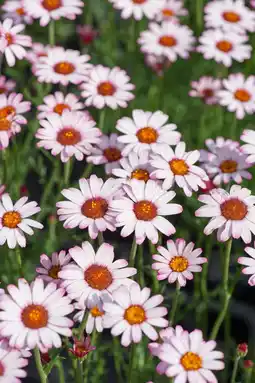 Intratuin Marokkaans madeliefje (rhodanthemum hosmariense 'marrakech') d 11 h 15 cm aanbieding