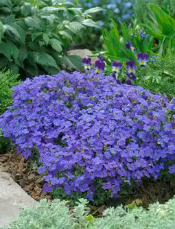 Intratuin Blauwkussen (aubrieta 'hamburger stadtpark') d 9 h 5 cm aanbieding