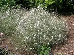 Intratuin Gipskruid (gypsophila paniculata) d 11 h 5 cm aanbieding