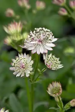 Intratuin Zeeuws knoopje (astrantia major 'claret') aanbieding