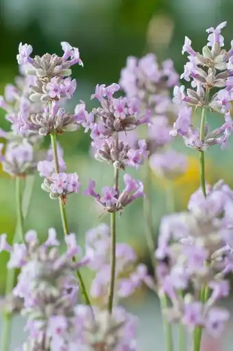 Intratuin Lavendel (lavandula angustifolia 'rosea') aanbieding