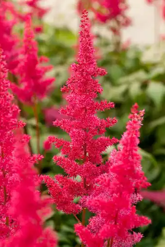 Intratuin Spirea (astilbe (a) 'fanal') aanbieding