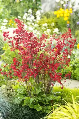 Intratuin Purperklokje (heuchera sanguinea 'splendens') d 9 h 5 cm aanbieding