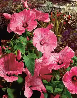 Intratuin Struikmalva (lavatera olbia 'rosea') aanbieding