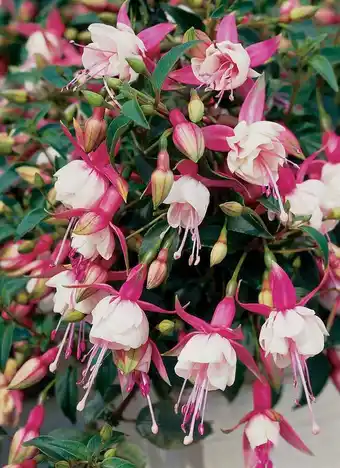 Intratuin Bellenplant (fuchsia 'patio princess') aanbieding