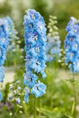 Intratuin Ridderspoor (delphinium (p) 'blue bird') aanbieding