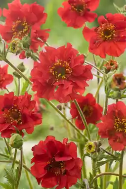 Intratuin Nagelkruid (geum chiloense 'mrs bradshaw') d 9 h 5 cm aanbieding