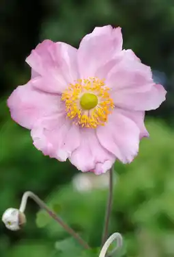 Intratuin Herfstanemoon (anemone hybride 'konigin charlotte') d 11 cm aanbieding