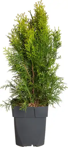 Intratuin Levensboom (thuja occidentalis 'smaragd') d 17 h 60 cm aanbieding