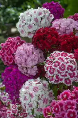 Intratuin Duizendschoon (dianthus barbatus) aanbieding