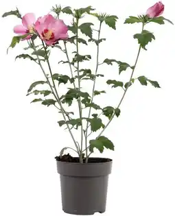 Intratuin Chinese roos (hibiscus syriacus 'woodbridge') d 17 h 40 cm aanbieding