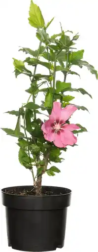 Intratuin Chinese roos (hibiscus syriacus 'woodbridge') d 17 h 40 cm aanbieding